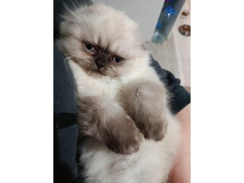 2 aylık scottish fold yavrumuz için