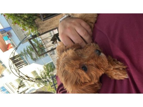 Acil satılık 2.5 aylık maltipoo erkek köpeğimiz