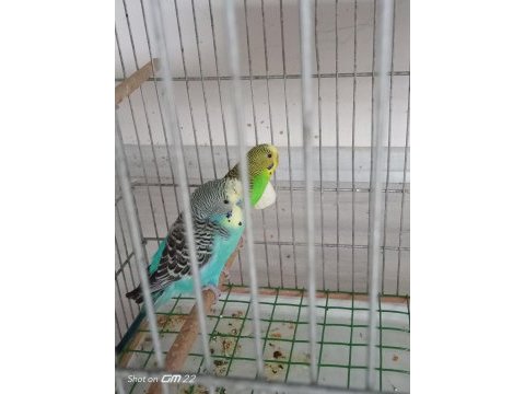 Takım muhabbet kuşu