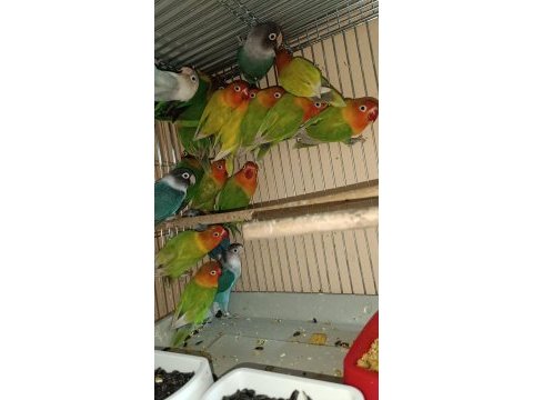 Mutasyon takım yavru garanti cennet papağanı
