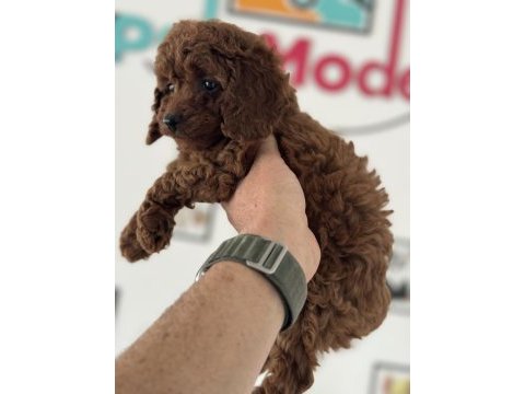 Petmode köpek çiftliğinden ziyarete açık toy poodle