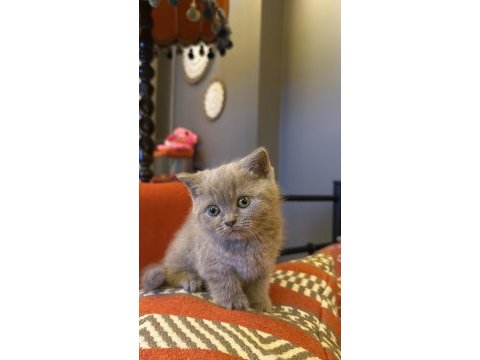 British shorthair kedimize yuva arıyoruz