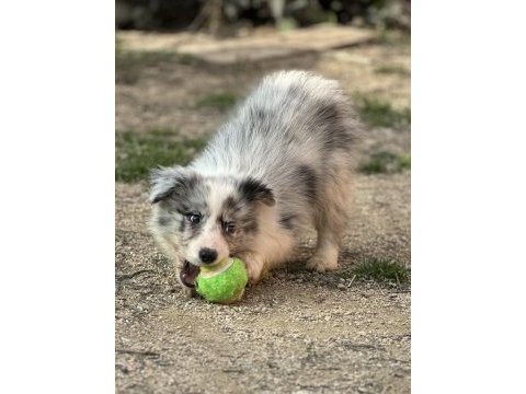 Ruhsatlı eğitim merkezinden border collie yavrular
