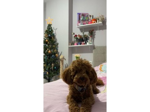 Toy poodle köpeği trabzon