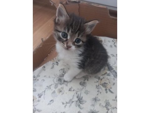 2 aylık yavru tekir kedimiz