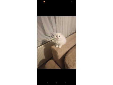 Show kalite pamuk scottish fold bebeklerim