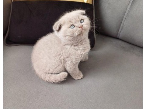 Küçük scottish fold minnoşum