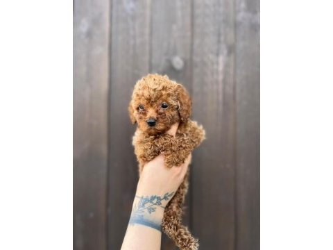 Poodle bebeklerimiz yeni yuvalarını bekliyor