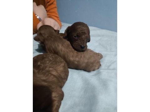 Kore red brown toy poodle