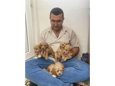 Orjinal maltipoo köpekler