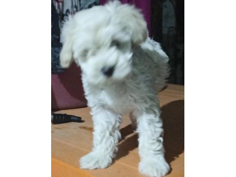 Uygun fiyat köpeğimiz