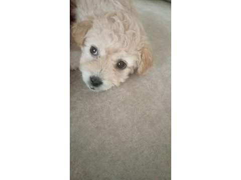 2 aylık dişi maltipoo köpeği