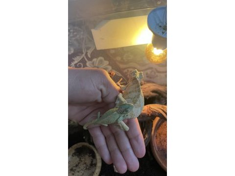 Zengin renk pigmentlerine sahip chamaeleon bukalemun