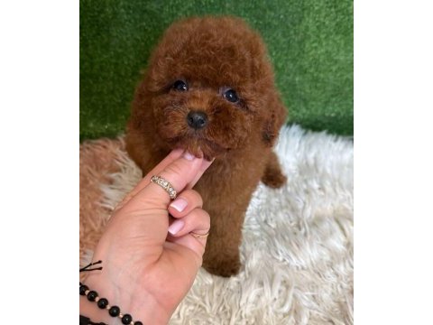 Aşılı karneli toy poodle yavrularımız