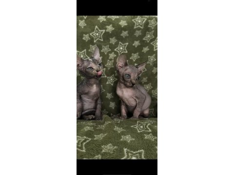 Naked beauty sphynx cattery