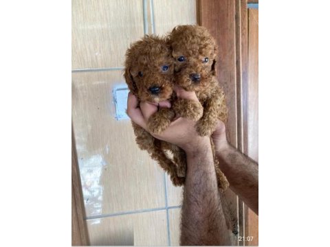 Toy poodle çokomeller