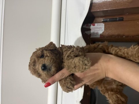 Ömür boyu ırk garantili kıvır kıvır toy poodle bebekler