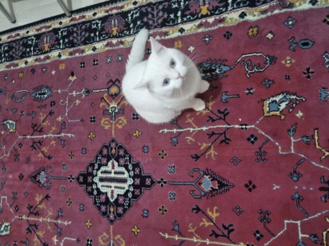 Ücretsiz british shorthair acil yuva