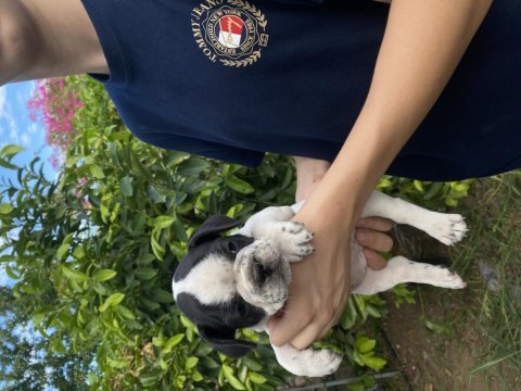 Bodrumdan orjinal fransız bulldog köpekler