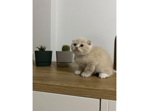 Ayı surat scottish fold red yavrumuz