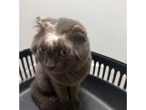Çok akıllı masum kucak delisi bir can kedimiz