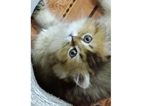 3 aylık erkek yavru british longhair