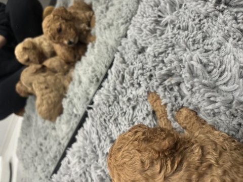 Toy poodle orjinal yavrular dişi erkek