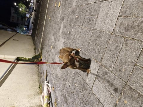 Chihuahua tatlı yavru köpeğimiz