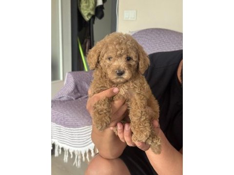 Orijinal poodle yavrular