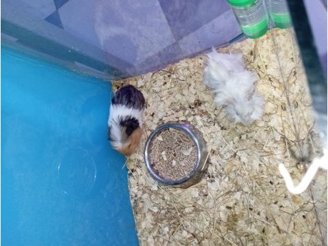 Yavru guinea pig