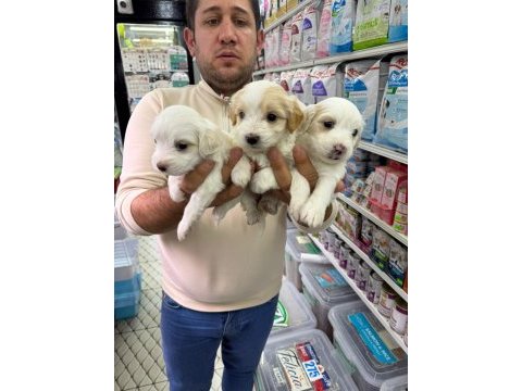 Orjinal maltipoo bebekler aşılı belgeli