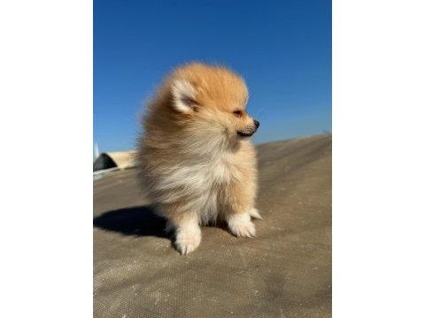Pomeranian boo yavrularımız ırk garantilidir
