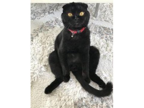 Scottish fold siyah renk erkek