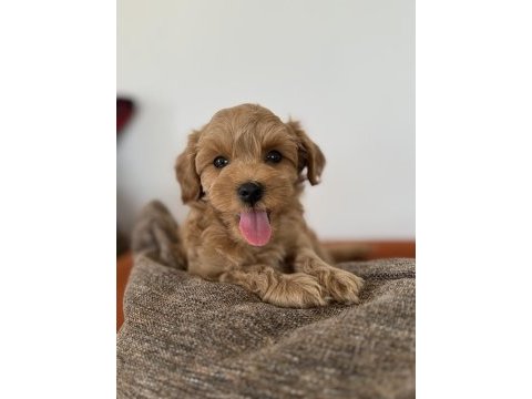 Kore kan maltipoo teacup bebeklerim