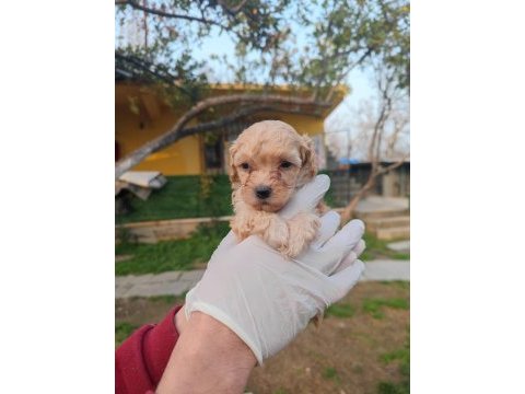 Orjinal maltipoo yavrular