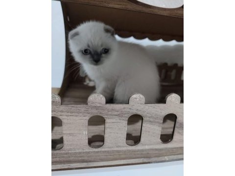 Ev ortamından sağlıklı scottish fold bebekler