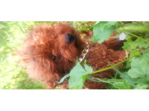 Kore poodle bebekler