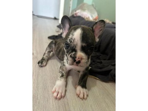 Mükemmel french bulldog yavrular hazır