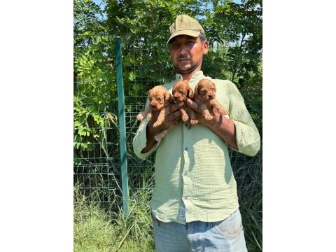 Maltipoo yavrular bir birinden güzel tatlı