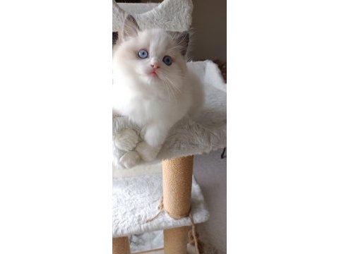 1. sınıf kalite şecereli ragdoll bebekler yuvalarını arıyor