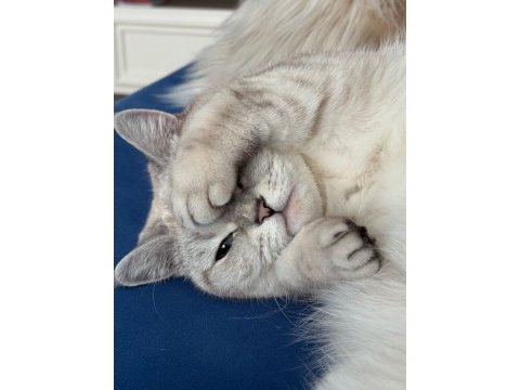 3 yaşında british shorthair