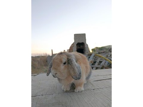 Safkan mini lop tavşan anaçlık
