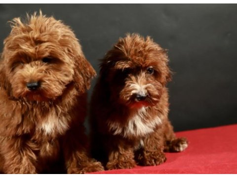 14 şubat doğumlu maltıpoo yavrular