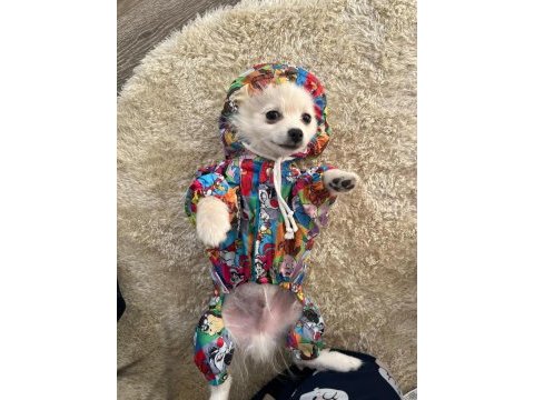 Eğitimli pomeranian 8 aylık erkek