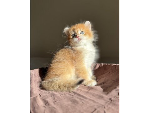 Mükemmel kalite golden ny12 british longhair