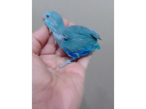 Erkek bebek forpus cep papağanı