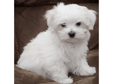 0 boy maltese erkek yavru