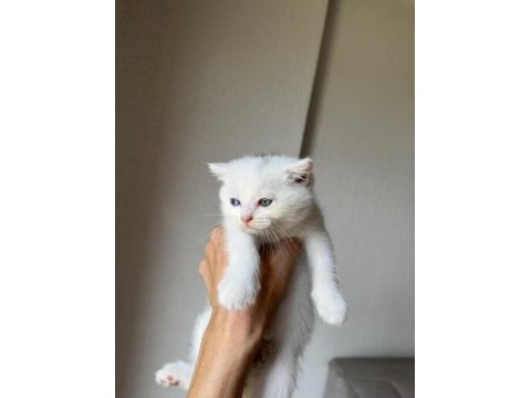 Bir gözü mavi bir gözü yeşil scottish fold kedim