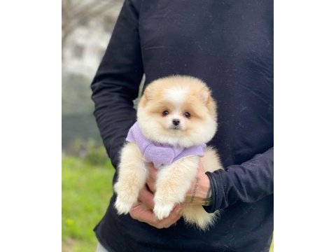Pomeranian teddy face yavru köpekler