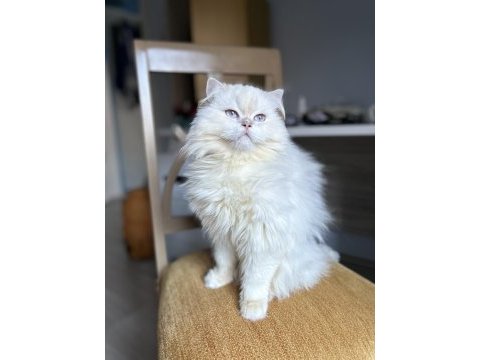 Saf kan british longhair
